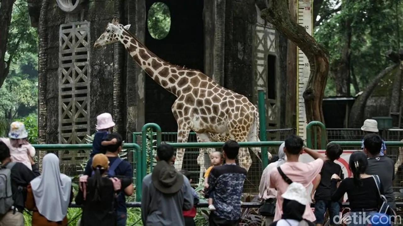 Libur Nataru, Jam Operasional Taman Margasatwa Ragunan Diperpanjang Mulai Pukul 06.00 WIB
