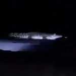 Video Buaya Muncul di Pantai Malang Beredar, Polisi Imbau Warga Segera Melapor