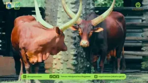 Sambut Tahun Baru 2026, Ragunan Hadirkan Sepasang Sapi Watusi Ikonik dari Afrika