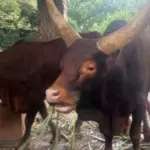 Sapi Watusi Hasil Barter Kapibara Jadi Primadona Baru Taman Margasatwa Ragunan