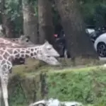 Pengunjung Taman Safari Bogor Nekat Keluar Mobil di Area Satwa, Tuai Kecaman Warganet