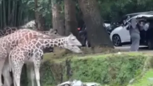 Pengunjung Taman Safari Bogor Nekat Keluar Mobil di Area Satwa, Tuai Kecaman Warganet