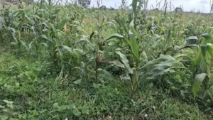 Polisi Jelaskan Kondisi Lahan Jagung di Tigaraksa: Masih Tahap Evaluasi Teknis dan Perbaikan