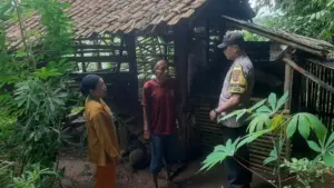 Lima Ekor Kambing Warga Parung Bogor Hilang, Jeroan Ditemukan di Kandang