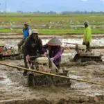 Guru Besar UGM Puji Kementan: Swasembada Beras Tercapai Lebih Cepat dari Target Presiden