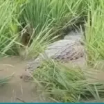Buaya Besar Gemparkan Sawah Bantargebang Bekasi, Warga Panik