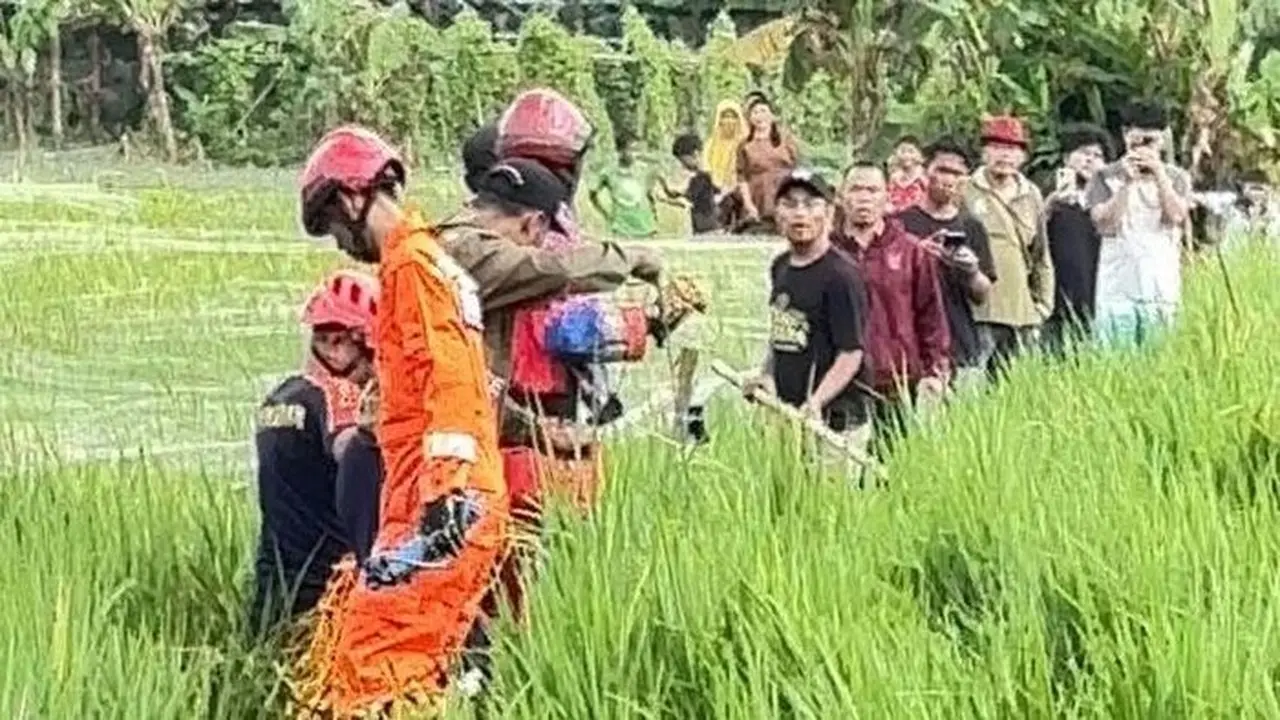 Evakuasi Buaya Jumbo di Sawah Bekasi Berlangsung Dramatis, Tali Sempat Putus Evakuasi Buaya Jumbo di Sawah Bekasi Berlangsung Dramatis, Tali Sempat Putus