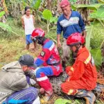 Buaya Besar Gegerkan Sawah Bantargebang Bekasi, Evakuasi Damkar Alot Dua Jam