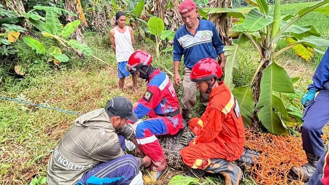 Buaya Besar Gegerkan Sawah Bantargebang Bekasi, Evakuasi Damkar Alot Dua Jam