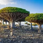 Tiga WNI Terjebak di Socotra Akibat Penutupan Wilayah Udara Yaman oleh Saudi
