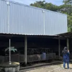 Peternak Babi di Sragen Minta Kompensasi Rp 1 Miliar untuk Tutup Usaha