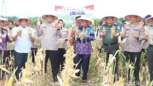 Panen Raya Jagung 2 Ton di Tigaraksa, Kolaborasi Polresta dan Pemkab Tangerang