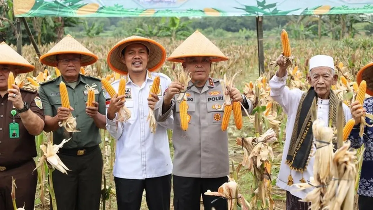 Polda Banten Gelar Panen Raya Jagung Dukung Swasembada Pangan Nasional