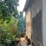 Terungkap! Alasan Patung Liberty di Pondok Cabe Tersembunyi di Balik Toko Kelontong