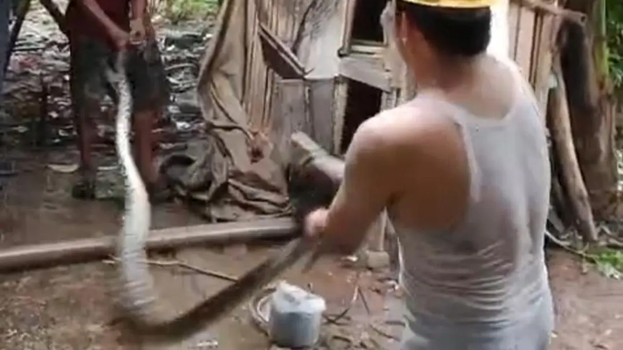 Ular Sanca 5 Meter Gegerkan Lebak, Mangsa Dua Ekor Ayam di Kandang Warga