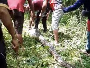 Ular Piton 7 Meter Ditebas Warga Buton Setelah Melahap Empat Ekor Kambing