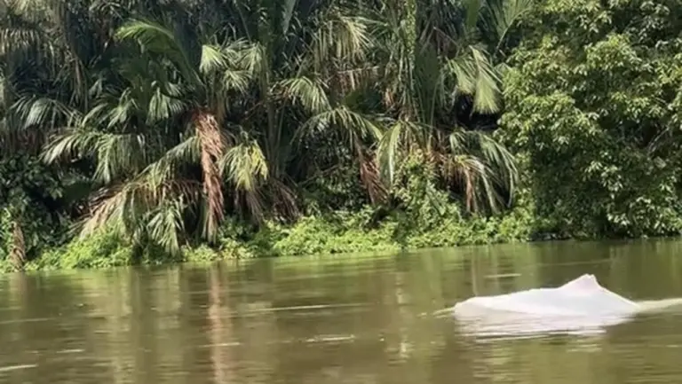 Kehebohan Hewan Putih Mirip Lumba-lumba di Perairan Asahan, Warga Rekam Momen Langka