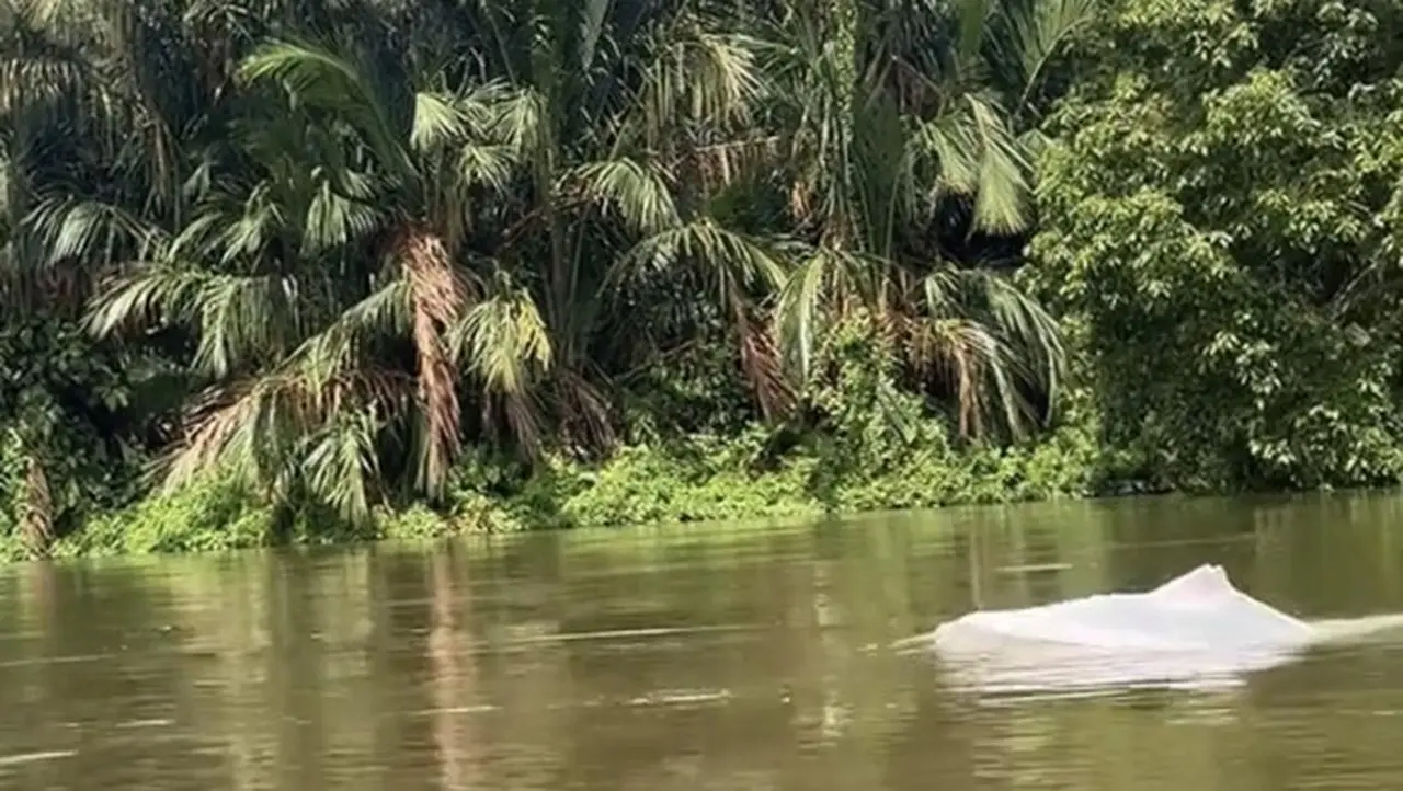 Kehebohan Hewan Putih Mirip Lumba-lumba di Perairan Asahan, Warga Rekam Momen Langka