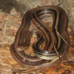 Ular Sapi Jatuh dari Plafon Rumah, Warga Pinang Ranti Panik