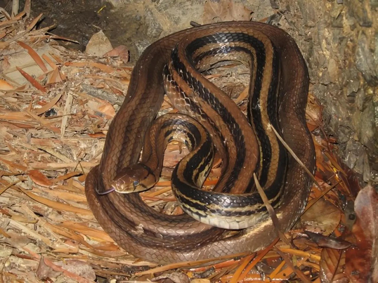 Ular Sapi Jatuh dari Plafon Rumah, Warga Pinang Ranti Panik Ular Sapi Jatuh dari Plafon Rumah, Warga Pinang Ranti Panik