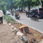 Oknum ASN Diduga Tebang Pohon di Kebayoran Lama, Sisa Batang Tak Ditemukan