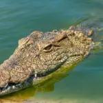 Bocah 6 Tahun di Riau Selamat dari Serangan Buaya Berkat Keberanian Ibunda