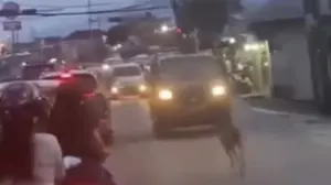 Rusa Liar Gegerkan Jalan Raya Kota Bogor, Evakuasi Petugas Damkar Gagal