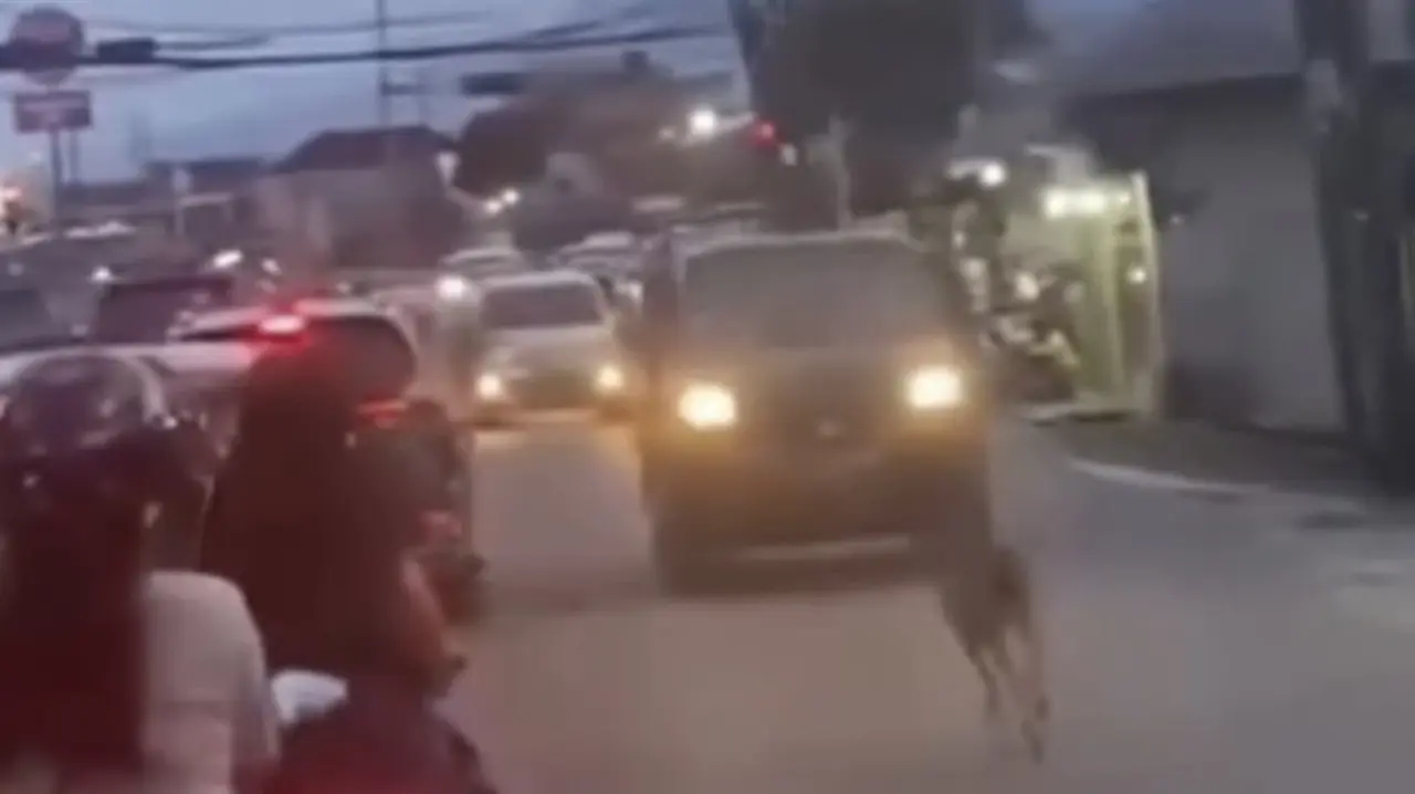 Rusa Liar Gegerkan Jalan Raya Kota Bogor, Evakuasi Petugas Damkar Gagal