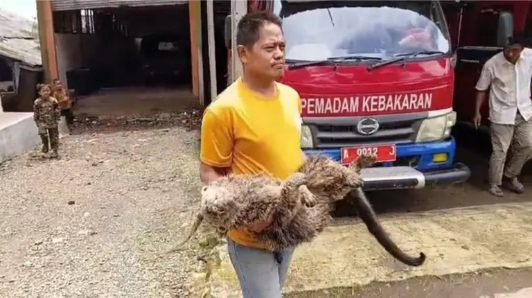 Binturong Langka Ditemukan Mati di Pandeglang dengan Luka Tembak Misterius
