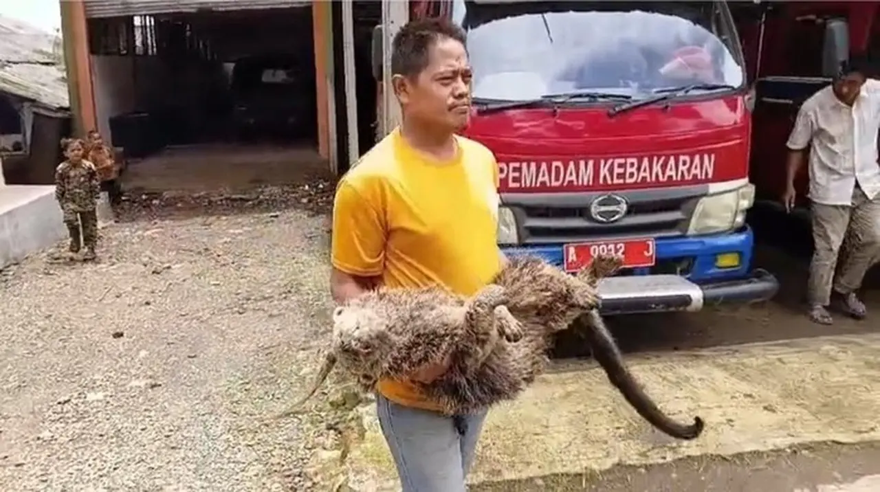 Binturong Langka Ditemukan Mati di Pandeglang dengan Luka Tembak Misterius