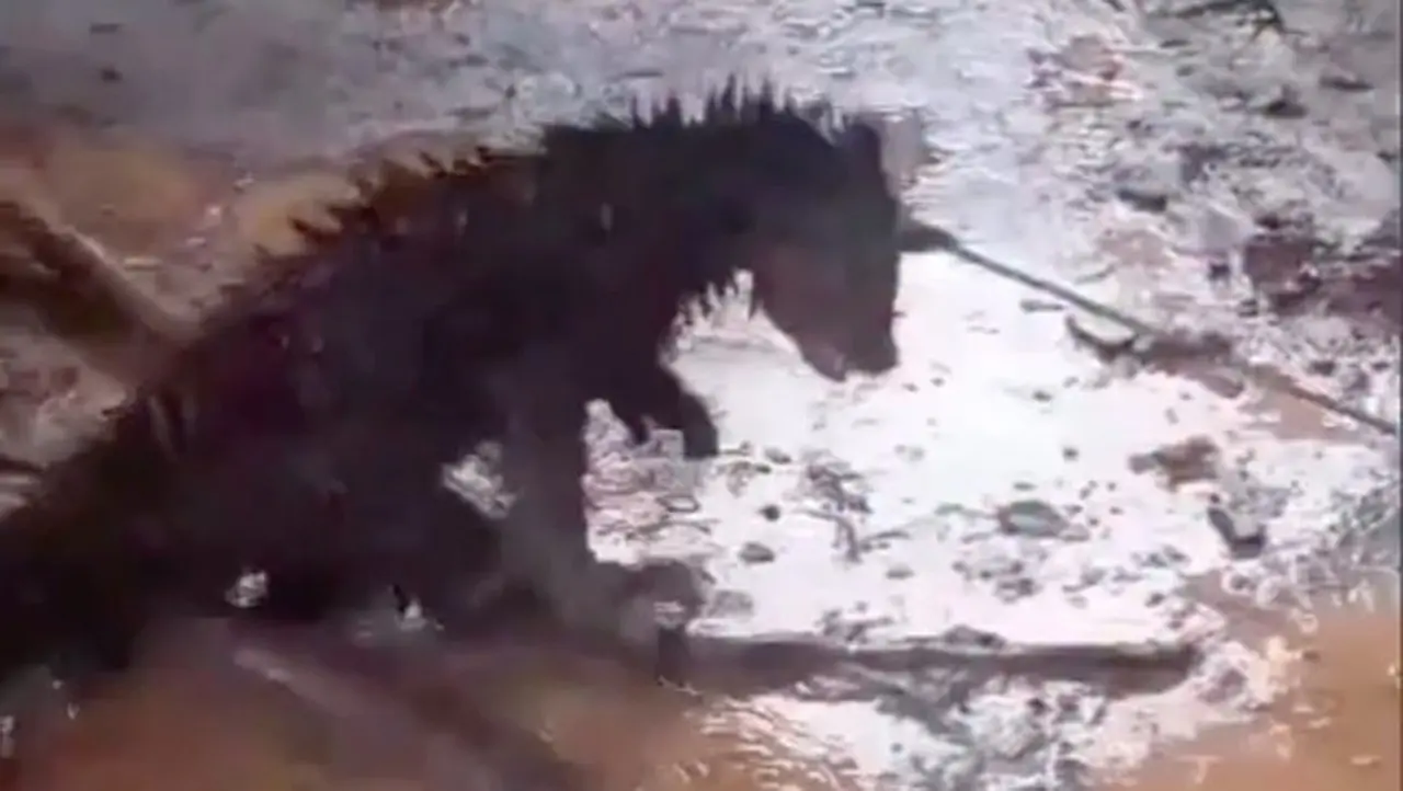 Binturong Mati di Pandeglang Akibat Dikira Hewan Jadi-jadian, Bukan Diburu