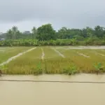 Banjir Pandeglang Rendam 4.794 Hektare Sawah, 65 Hektare Dipastikan Gagal Panen