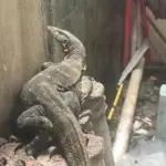 Warga Bogor Panggil Damkar Usai Temukan Biawak Saat Jemur Pakaian di Rumah