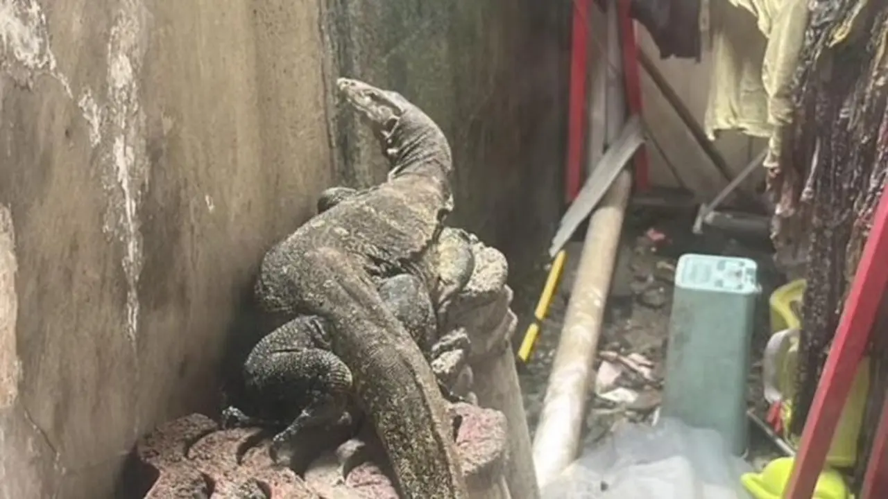 Warga Bogor Panggil Damkar Usai Temukan Biawak Saat Jemur Pakaian di Rumah Warga Bogor Panggil Damkar Usai Temukan Biawak Saat Jemur Pakaian di Rumah