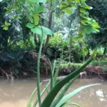 Buaya ‘Lisa’ Muncul di SMAN 5 Depok, Sekolah Khawatir Keamanan Siswa