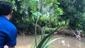 Buaya ‘Lisa’ Muncul di SMAN 5 Depok, Sekolah Khawatir Keamanan Siswa