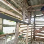 11 Domba Warga Mekarwangi Bogor Dicuri, Pelaku Sisakan Jeroan 4 Ekor