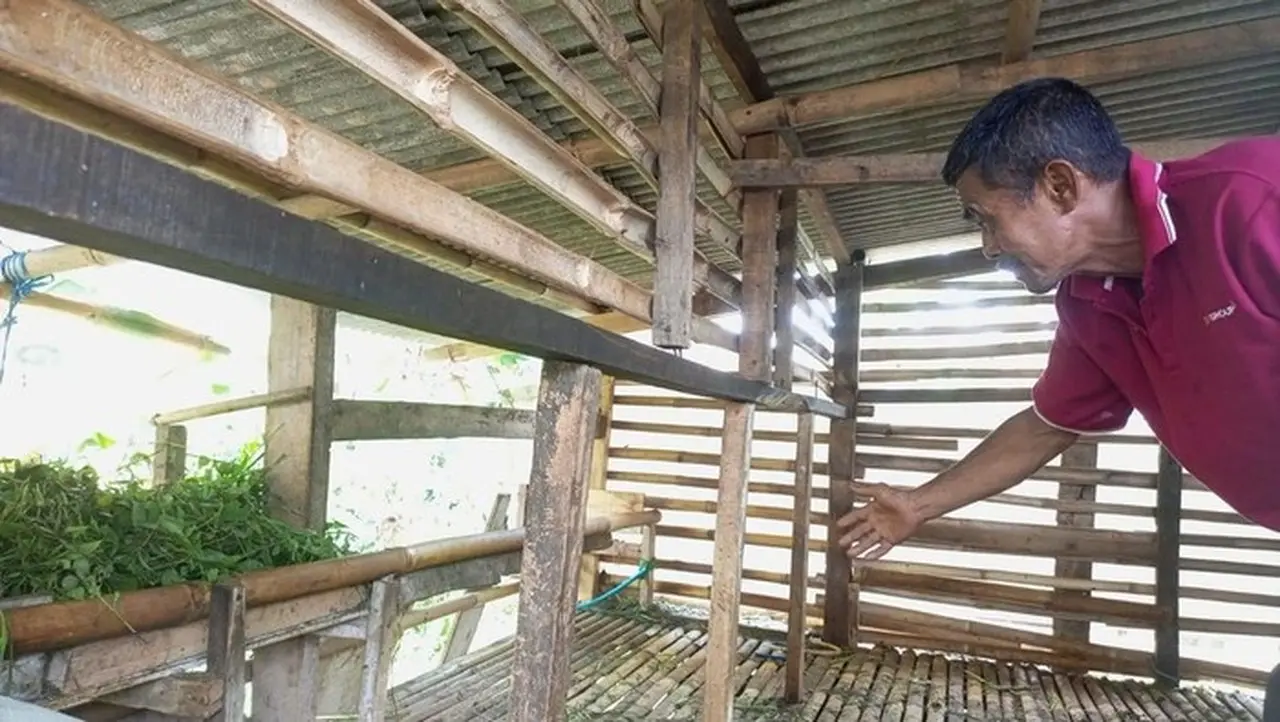 11 Domba Warga Mekarwangi Bogor Dicuri, Pelaku Sisakan Jeroan 4 Ekor 11 Domba Warga Mekarwangi Bogor Dicuri, Pelaku Sisakan Jeroan 4 Ekor