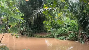 Buaya ‘Lisa’ 1,5 Meter Resahkan Siswa SMAN 5 Depok, Pihak Sekolah Minta Evakuasi Segera