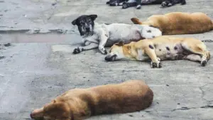 Mobil Tanpa Pengemudi Berisi 7 Bangkai Anjing Ditemukan di Minahasa, Diduga Hasil Curian