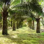 Gubernur Jabar Terbitkan Surat Edaran Larang Penanaman Kelapa Sawit di Wilayahnya