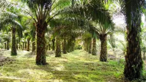 Gubernur Jabar Terbitkan Surat Edaran Larang Penanaman Kelapa Sawit di Wilayahnya