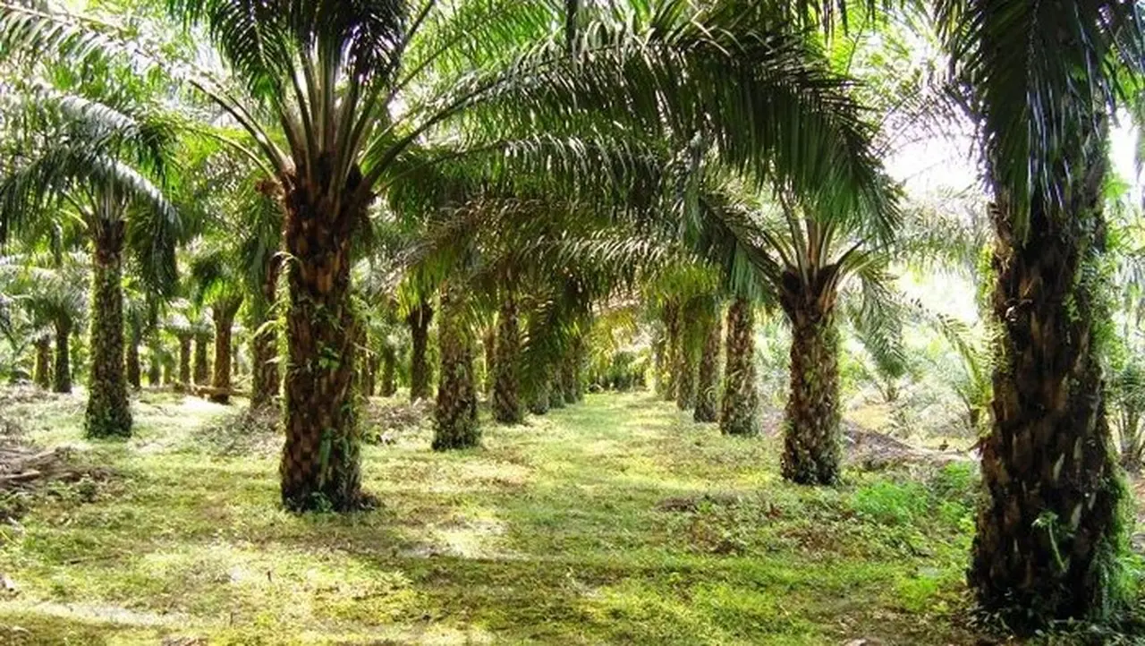 Gubernur Jabar Terbitkan Surat Edaran Larang Penanaman Kelapa Sawit di Wilayahnya Gubernur Jabar Terbitkan Surat Edaran Larang Penanaman Kelapa Sawit di Wilayahnya