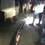 Wanita di Maros Nyaris Tewas Dililit Ular Piton 8 Meter Saat Hendak Bangun untuk Salat Subuh