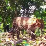 Dua Pemburu Bersenjata Api Teridentifikasi, Macan Tutul Jawa di Karawang Terluka