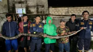 Ular Sanca 4 Meter Bersarang 2 Tahun di Dinding Rumah Warga Bogor, Damkar Berjibaku Evakuasi