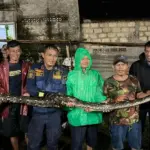 Dua Tahun Bersarang, Ular Sanca 5 Meter Dievakuasi dari Celah Tembok Rumah Warga Bogor