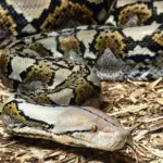 Pria di Sigi Tewas Ditelan Ular Piton 5 Meter Saat Beristirahat di Kebun