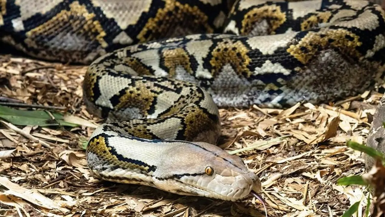 Pria di Sigi Tewas Ditelan Ular Piton 5 Meter Saat Beristirahat di Kebun Pria di Sigi Tewas Ditelan Ular Piton 5 Meter Saat Beristirahat di Kebun