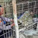 Dipasung 20 Tahun di Ponorogo, Pria ODGJ Akhirnya Dievakuasi Polisi